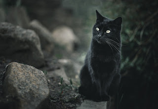 Panzer says, A wise kitty knows when to keep his mouth shut.