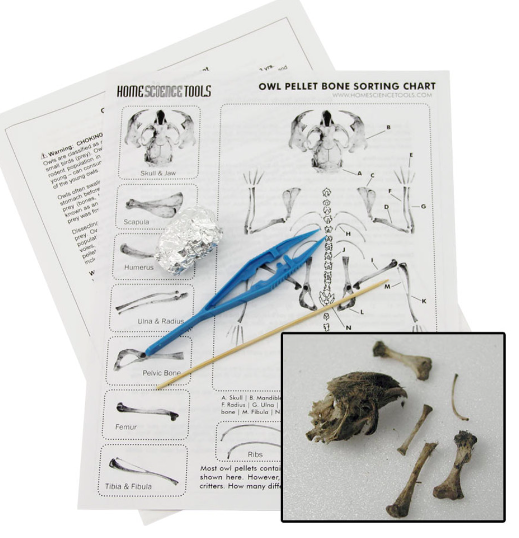 Picture of an owl peller dissection kit features tweezers, owl pellet, instructions that identify bone fragments, and close-up photos of bones that may be found in an owl pellet.