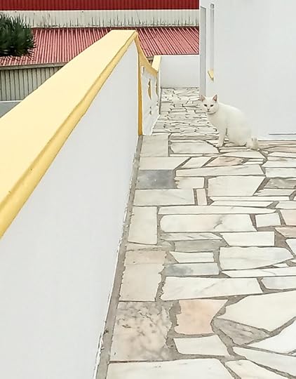 Gato Incognito
