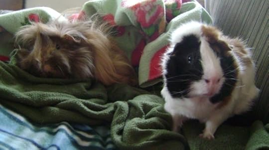 Rachel E Smith guinea pigs Danger Crumples and Horace