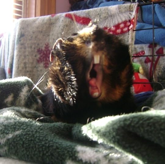 Rachel E Smith guinea pig Wisting