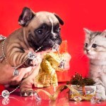 pet proof holidays to keep pets safe
