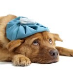 kennel cough