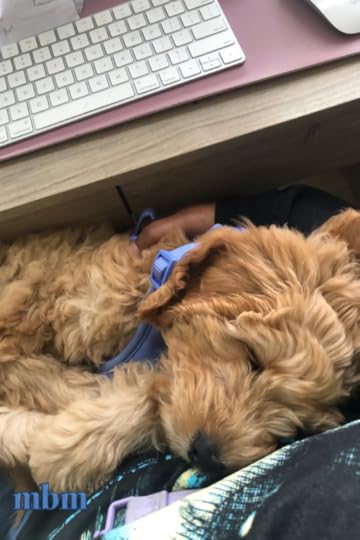 Margarett's Goldendoodle, Appa taking a snooze. Photo Credit © 2022 Margarett McBride