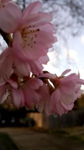 Pink cherry blossom from an ornamental tree; unseasonable flowering just hours before the Winter Solstice