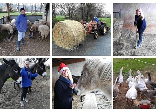 Housesitting a horse, two donkeys, a herd of sheep, a sheepdog, lots of poultry, and several cats!