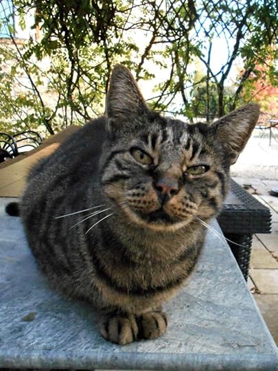 Monsieur Smudge, the chat in the chateau. The Backpacking Housewife