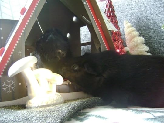 Rachel E Smith guinea pigs Hen Wen and Salem 