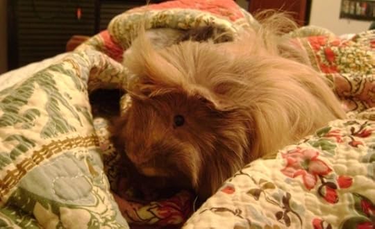 Rachel E Smith guinea pig Danger Crumples