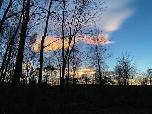 Nacreous clouds through the trees