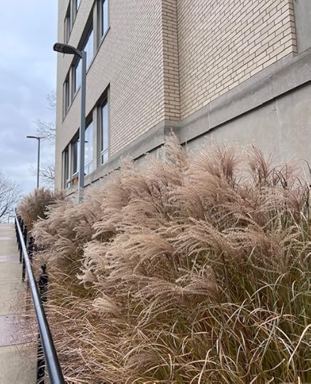 photo of beige grasses next to a beige brick building