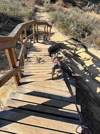 more stairs to the canyon