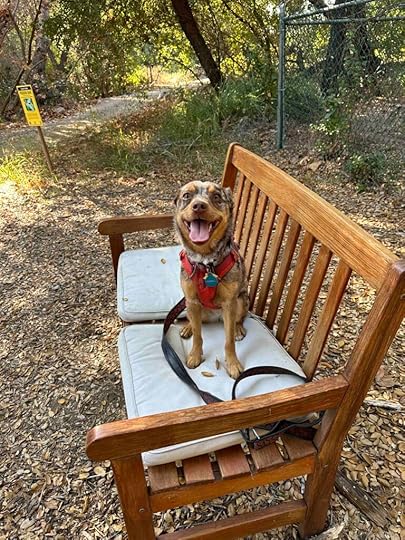 Sunny on the bench near the windmill