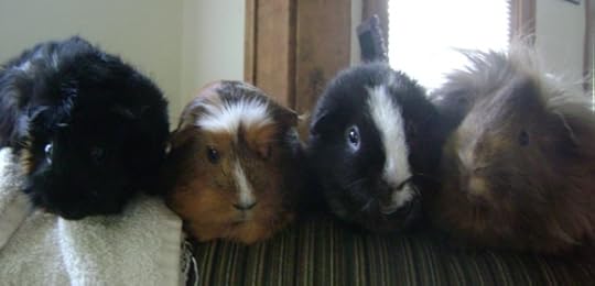 Rachel E Smith guinea pigs Merricat, Peregrine, Ozymandias, Danger Crumples