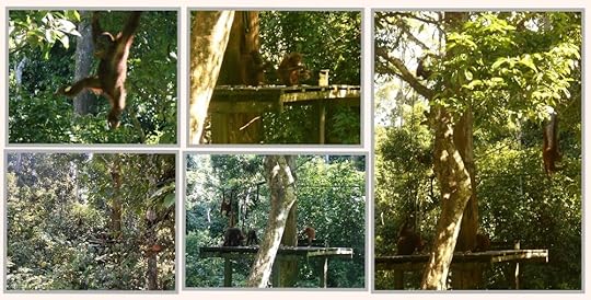 The Backpacking Housewife photos taken at the Orangutan feeding station