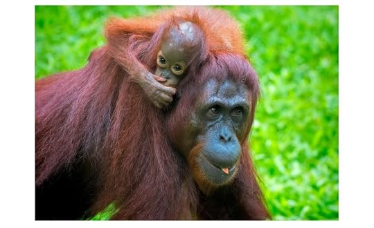 Orangutan mother and baby