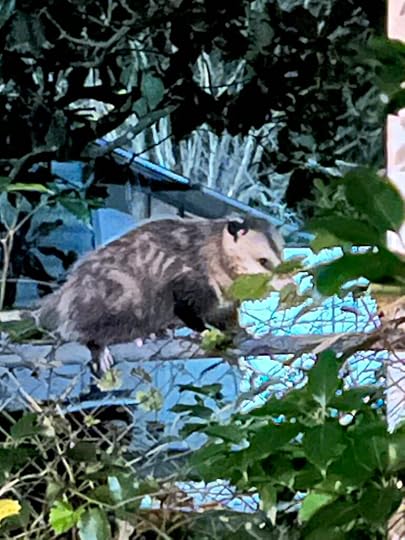 An opossum walking along a fence.