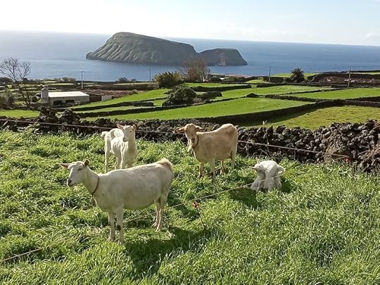 Azorean lawnmower