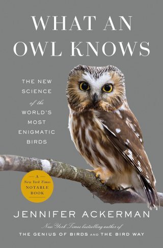 What It’s Like to Be an Owl: The Strange Science of Seeing with Sound
