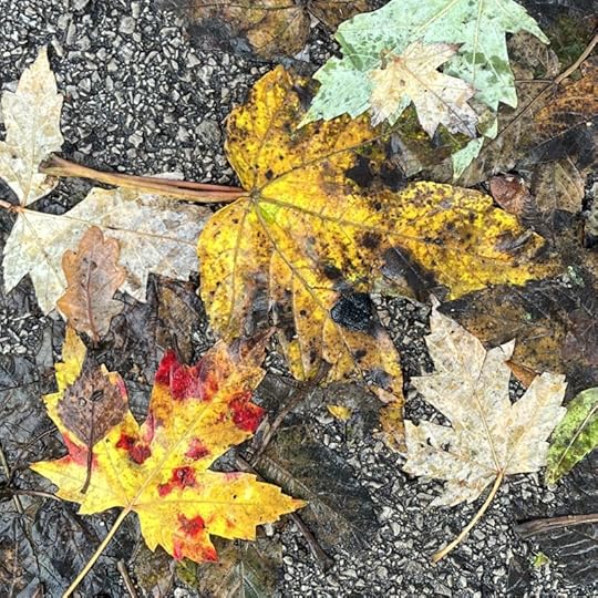 Fallen leaves on the pavement, in green, yellow, red, brown and white