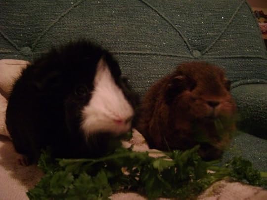 Rachel E Smith guinea pigs Thaddeus and Pammy