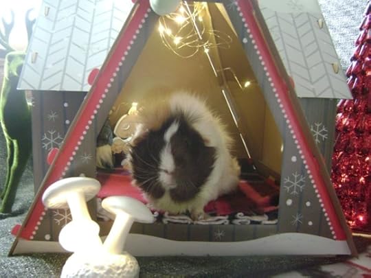 Rachel E Smith guinea pig Snuffy