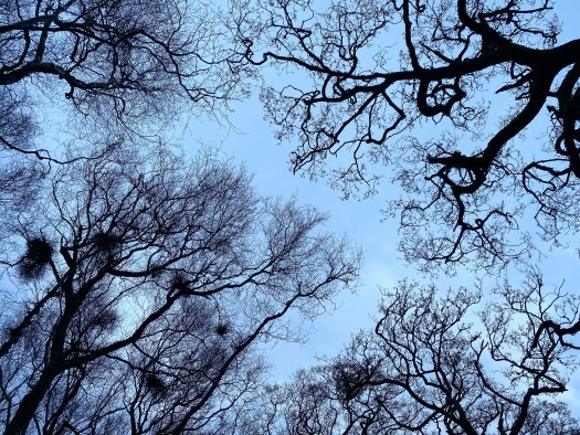 Dreich but beautiful: trees
