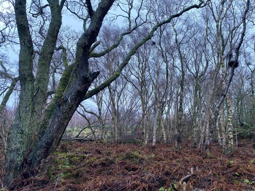 trees in the forest