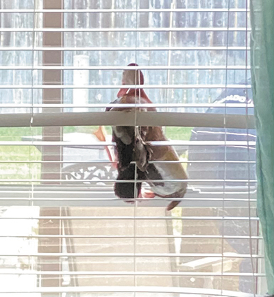 The original wood duck trying to get out of the author's house.