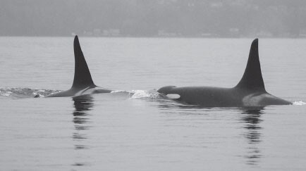 z-Blackberry-and-Onyx-my-favorite-male-Southern-Residents