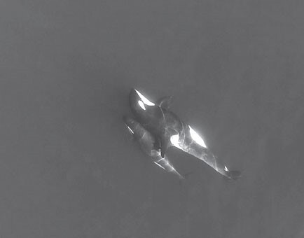 z-Kiki-cuddles-with-her-big-brother-Moby