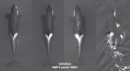 z-The-stages-of-Tahlequah-s-pregnancy-The-last-picture-is-of-Tahlequah-and-baby-Phoenix