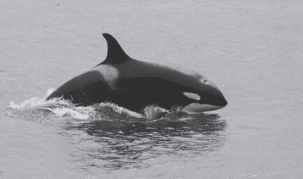 z-Shachi-the-new-leader-of-J-pod