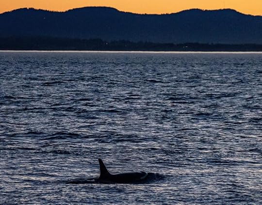 z-L25-Ocean-Sun-Photo-by-Sara-Hysong-Shimazu