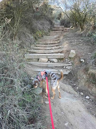 more steps at Kwaay Paay Peak trail