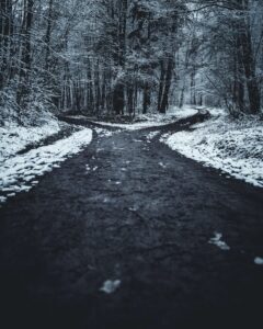 path in a forest