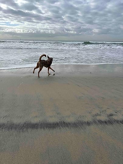 Sunny at Coronado Dog Beach