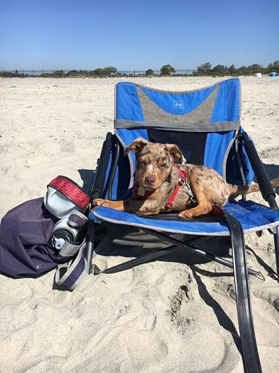 puppy Sunny at Coronado Dog Beach