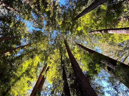 Stones and Flowers Retreat a photo of California Redwoods by Jonathan VanAntwerpen January 2024