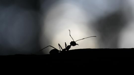 A single ant crawling along the ground at dusk