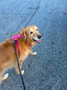 Smiling golden retriever