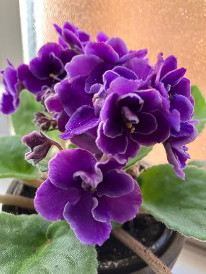 African Violets