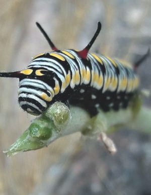 Metamorphosis: Beginning, Ending, Beginning