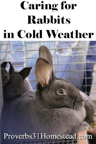 Caring for Rabbits in Cold Weather