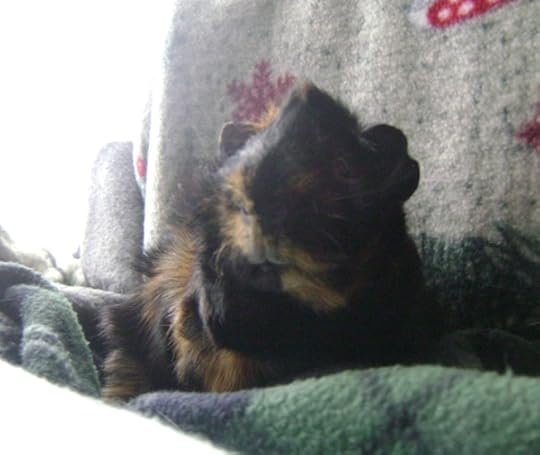 Rachel E Smith guinea pig Wisting 