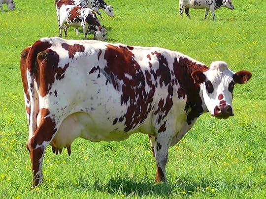 Visit the Camembert farm on your itinerary for Normandy in France