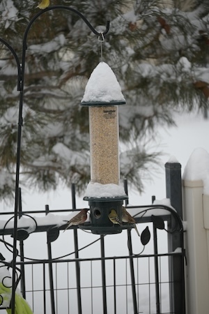 snowy day