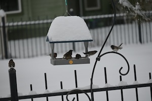 snowy day