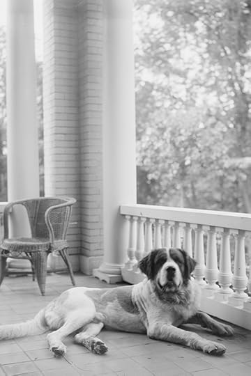 A St. Bernard dog laying on a covered porch, looking at the photographer