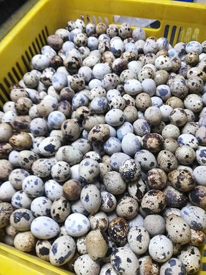 QUAILS EGGS FOR THE BIRD EGG SHRIMP BALLS LUIHE NIGHT MARKET